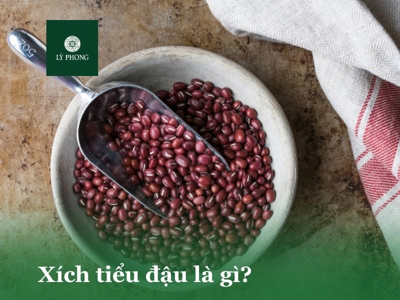Xích tiểu đậu là gì?
