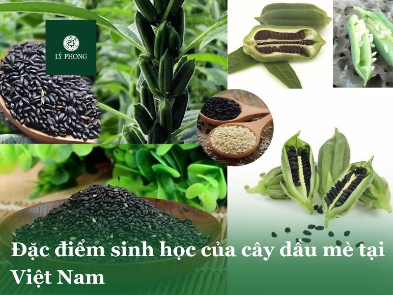 Đặc điểm sinh học của cây dầu mè tại Việt Nam
