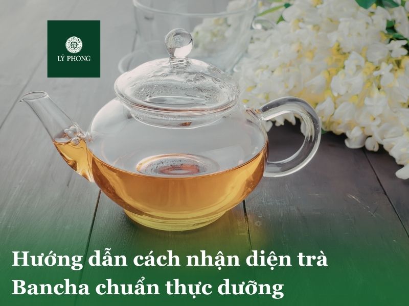 Hướng dẫn cách nhân biết trà Bancha chuẩn
