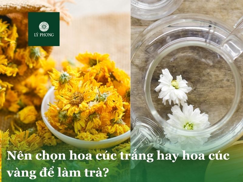 Nên chọn hoa cúc trắng hay hoa cúc vàng để làm trà?