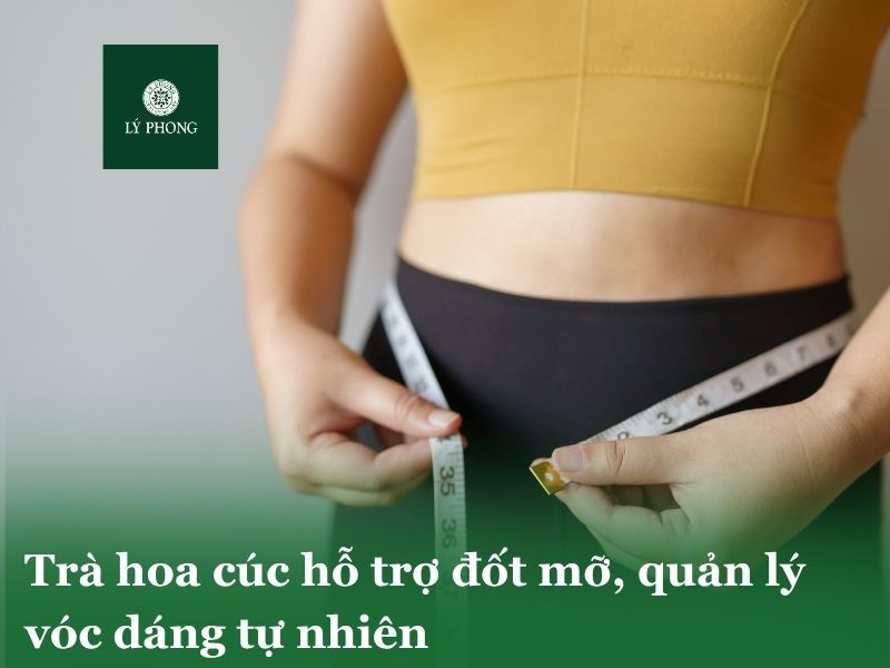 Trà hoa cúc hỗ trợ đốt mỡ và quản lý vóc dáng tự nhiên
