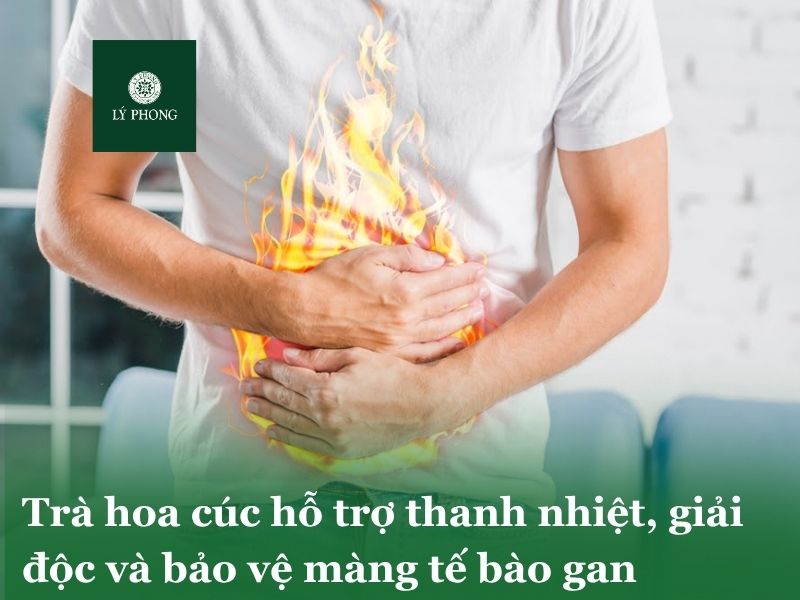 Trà hoa cúc hỗ trợ thanh nhiệt, giải độc và bảo vệ màng tế bào gan