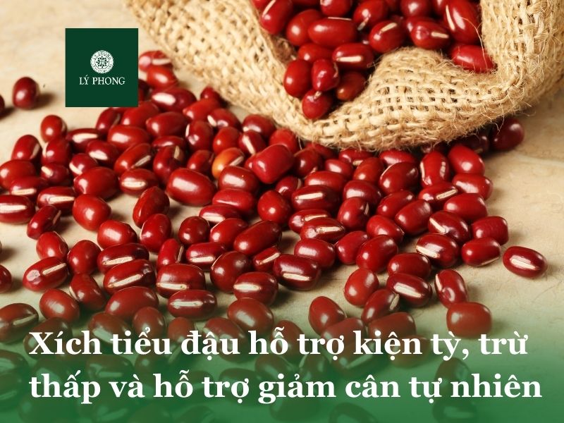 Xích tiểu đậu hỗ trợ kiện tỳ, trừ thấp và giảm cân tự nhiên
