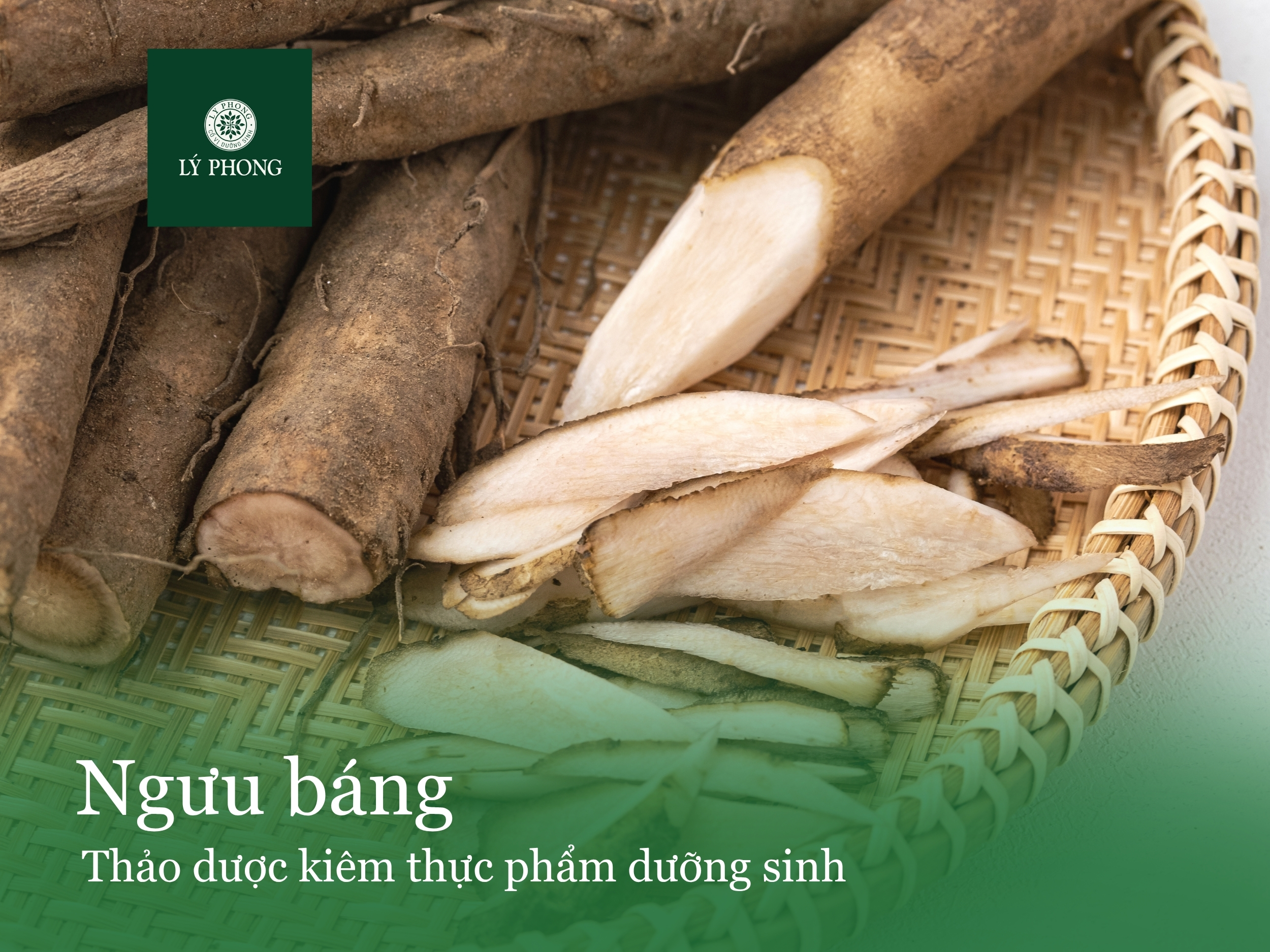 Cây ngưu báng