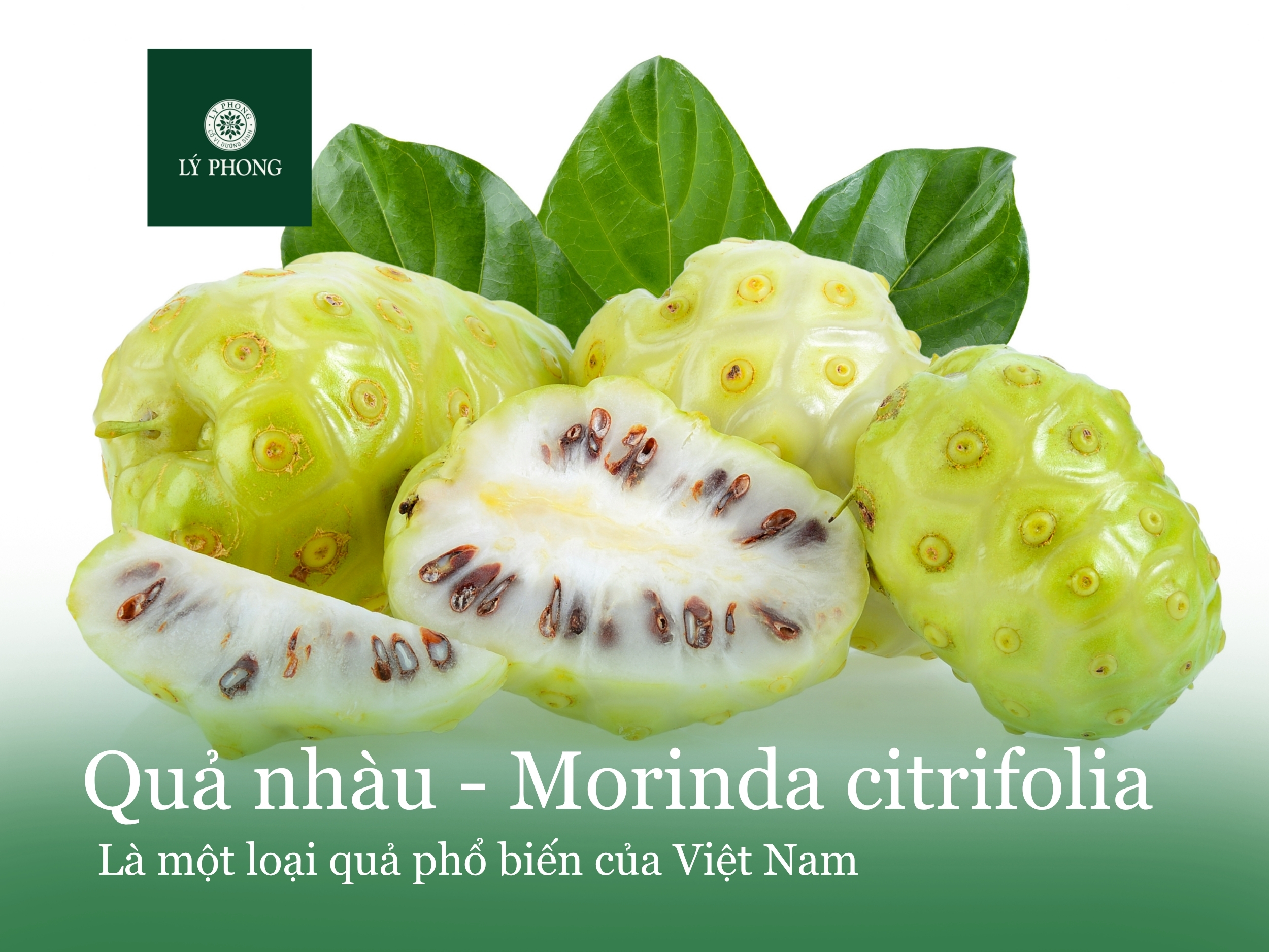 Trái nhàu là quả gì?