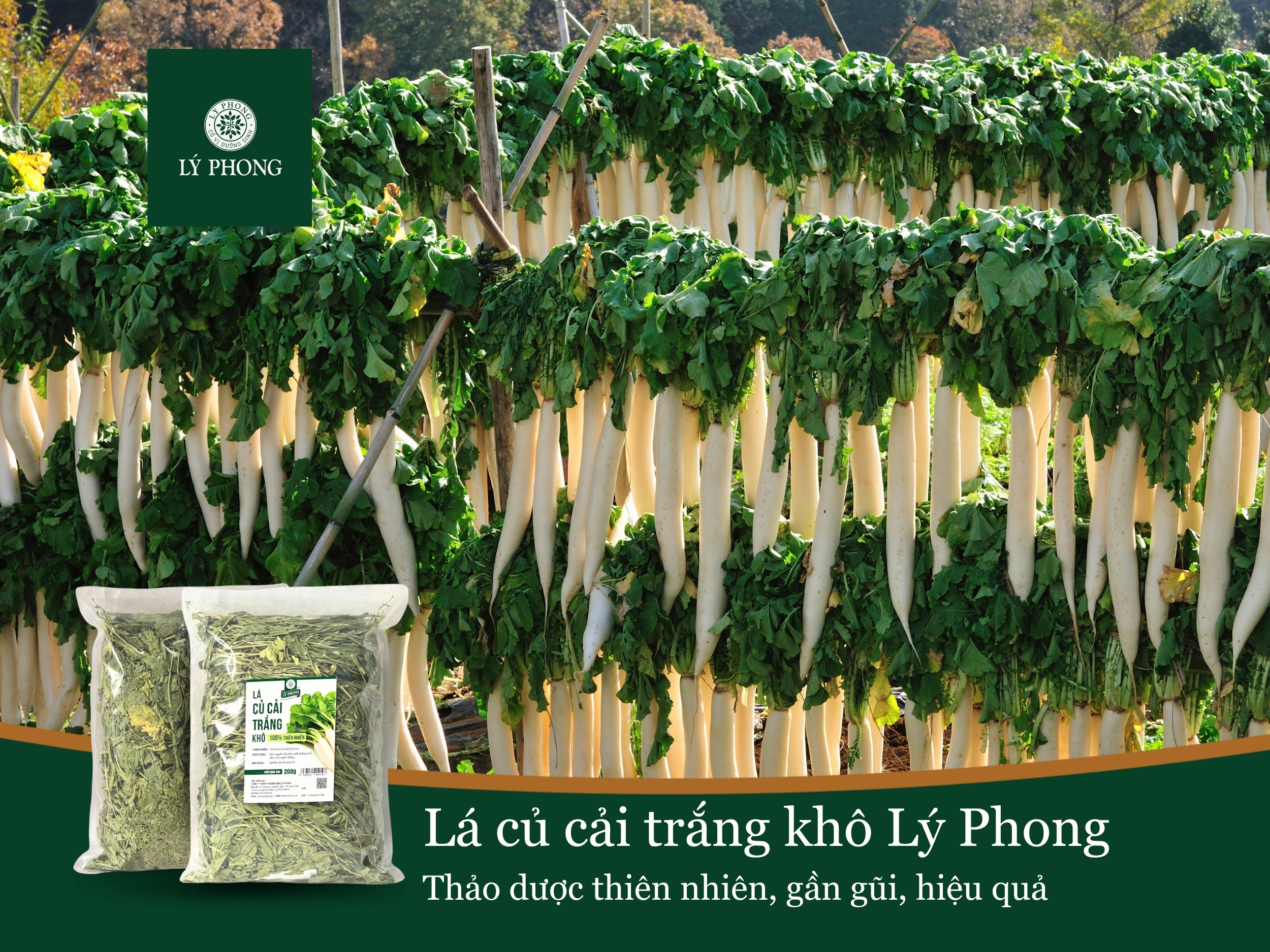 Lá củ cải trắng khô Lý Phong