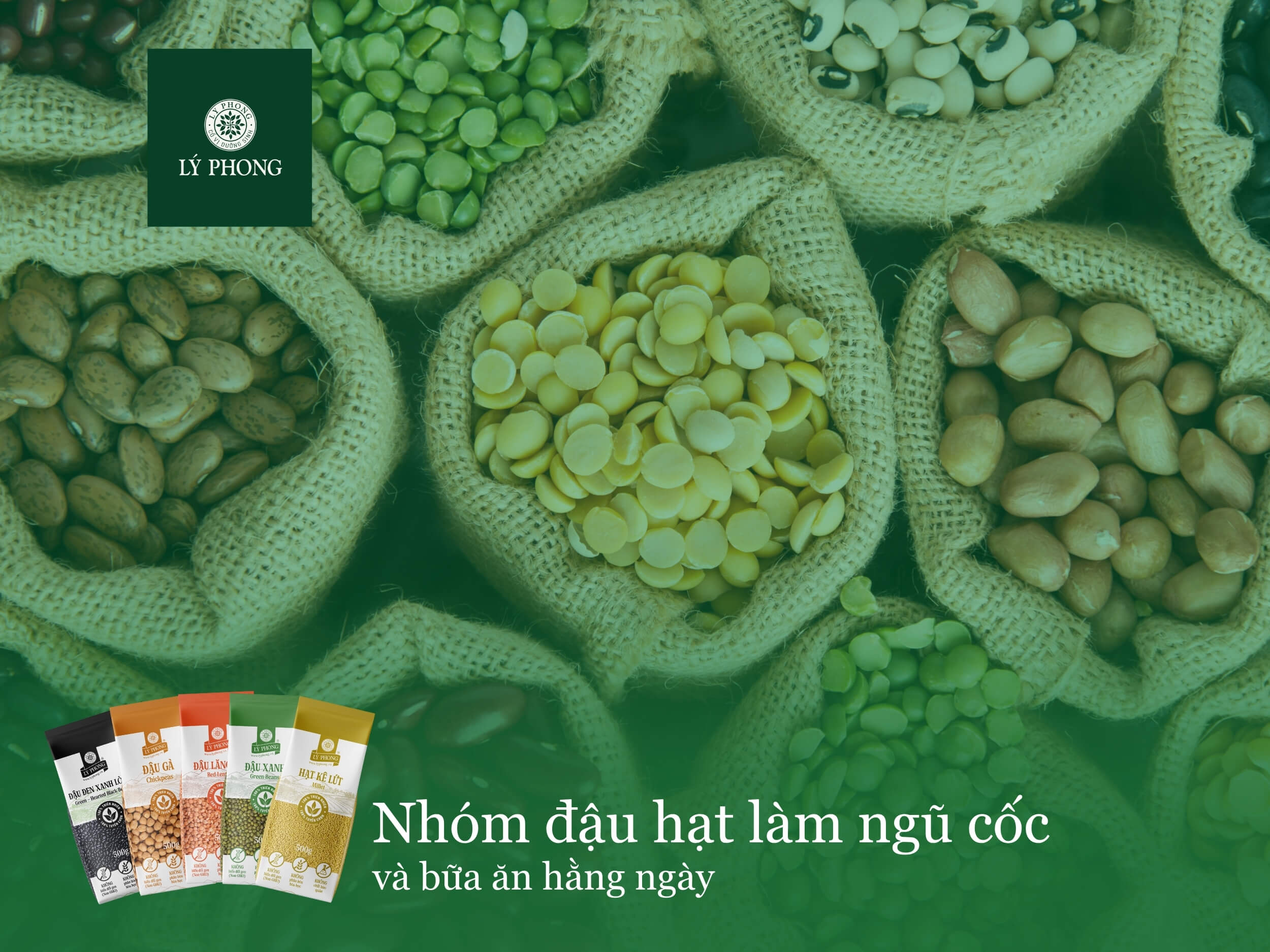Nhóm đậu hạt làm ngũ cốc và bữa ăn hằng ngày của Lý Phong