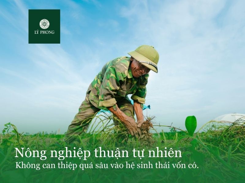 Nông nghiệp thuận tự nhiên là phương pháp canh tác không can thiệp quá nhiều vào hệ sinh thái vốn có 