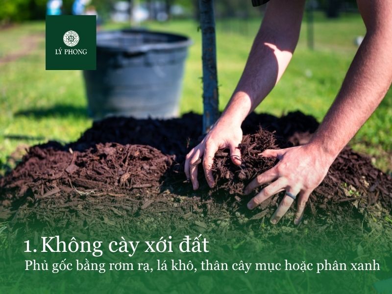 Nông nghiệp thuận tự nhiên không cày xới đất