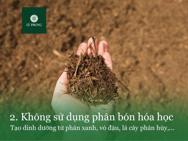 Nông nghiệp thuận tự nhiên không sử dụng phân bón hoá học 