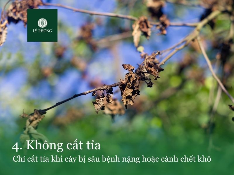 Nông nghiệp thuận tự nhiên không cắt tỉa cành còn xanh tốt