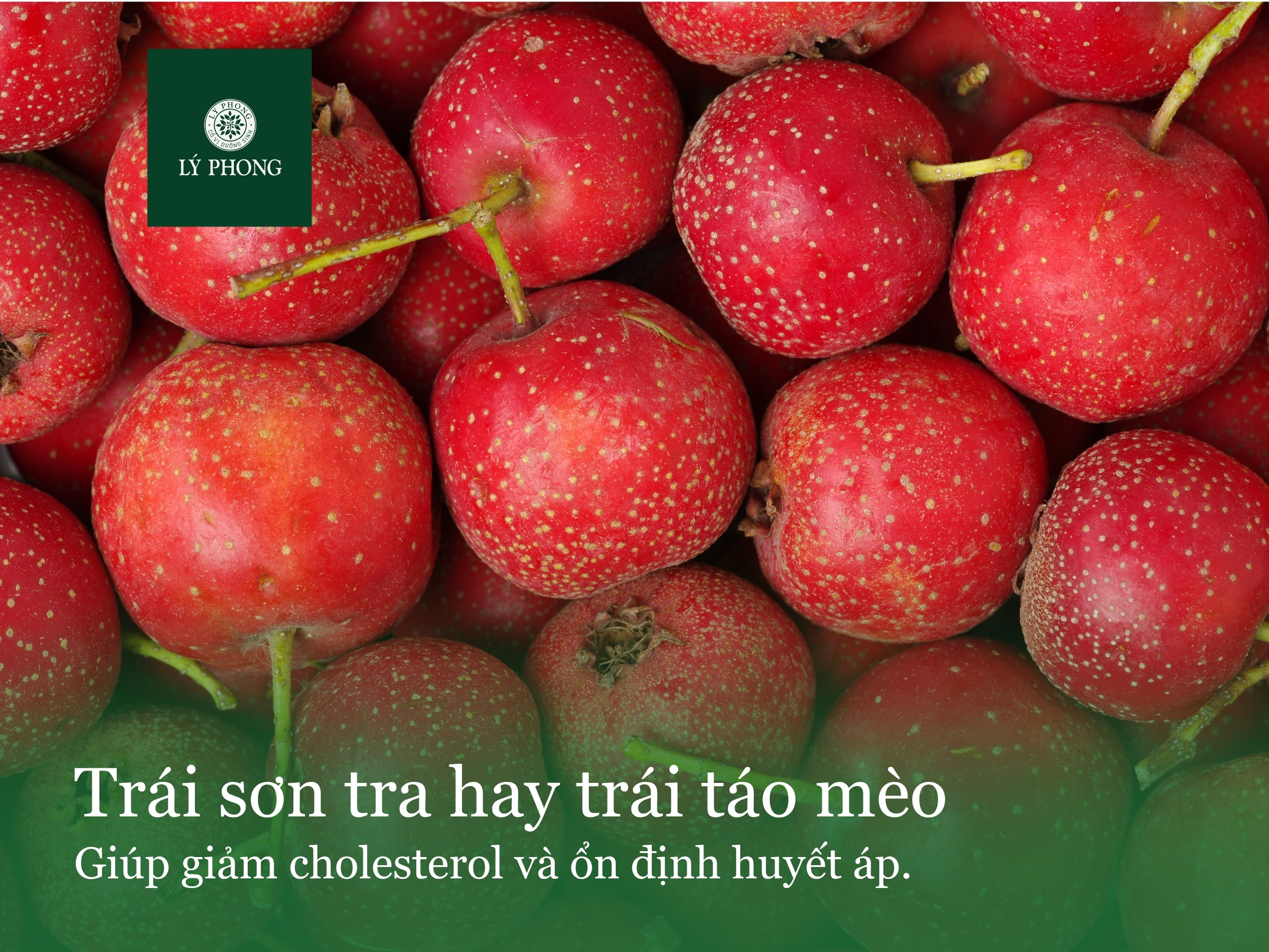 Trái sơn tra hay còn gọi là trái táo mèo