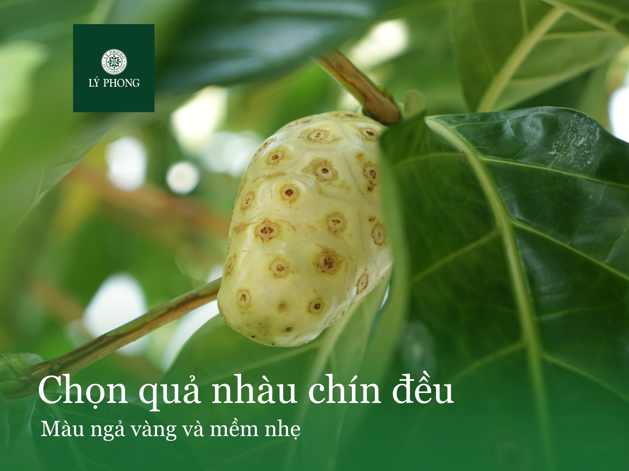 Chọn trái nhàu chín cây, vàng đều và hơi mềm
