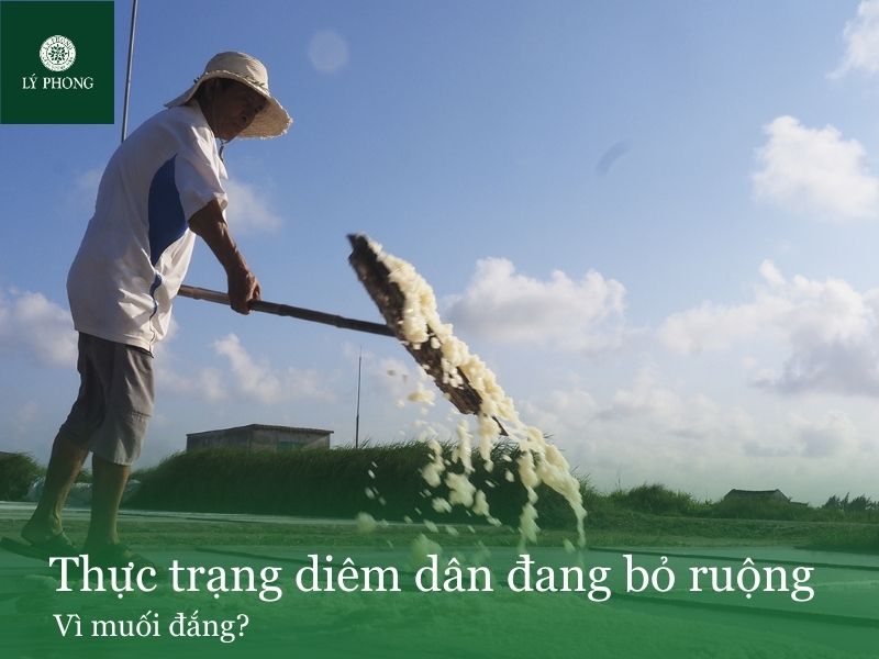 Thực trạng diêm dân đang bỏ ruộng vì muối đắng?
